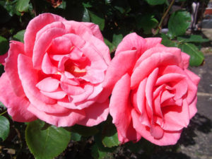 blog 2 roses