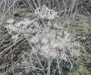 frozen seed heads