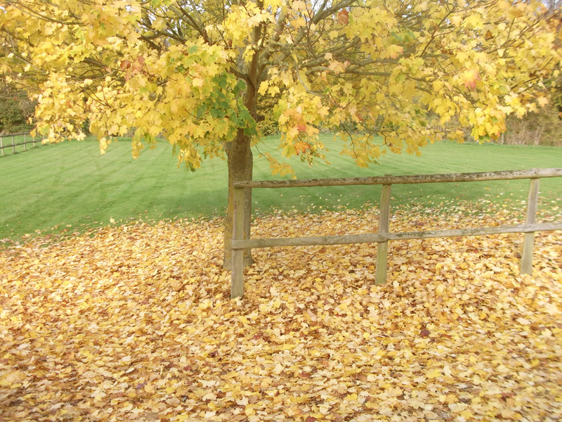 golden leaves