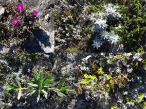 South African fynbos