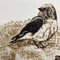 garden bird