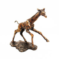 young giraffe