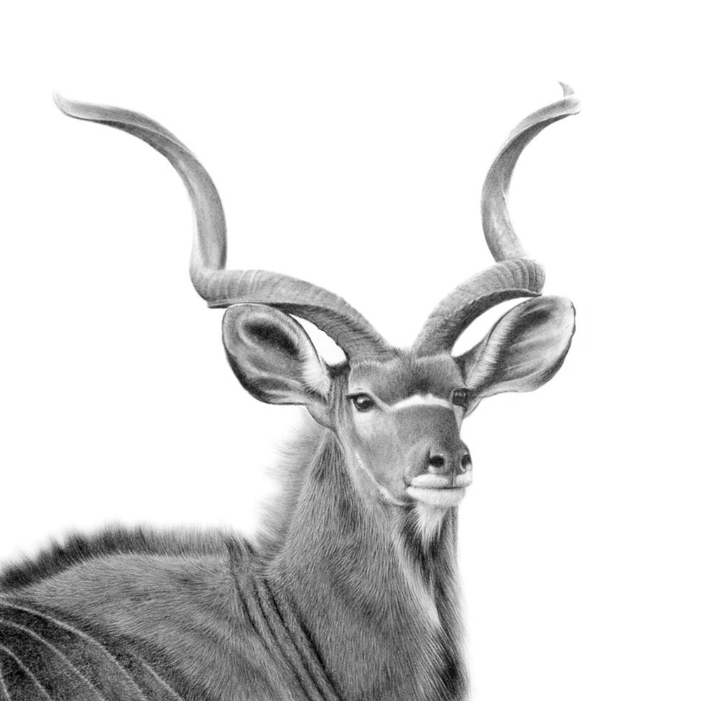 Kudu Bull - Fillingdon