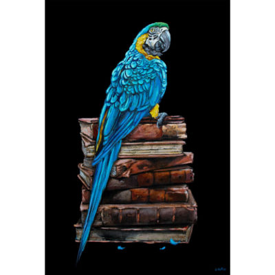 blue and gold macaw