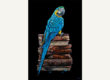 blue parrot