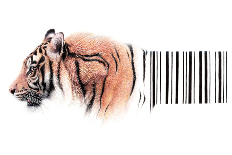 Bengal tiger