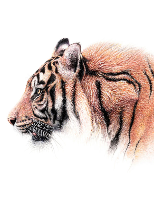tiger stripes
