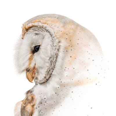 barn owl