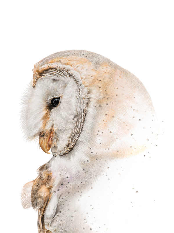 barn owl
