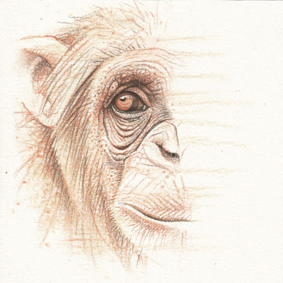 chimp