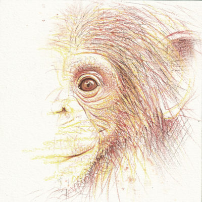 young chimp