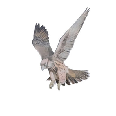bird hunting