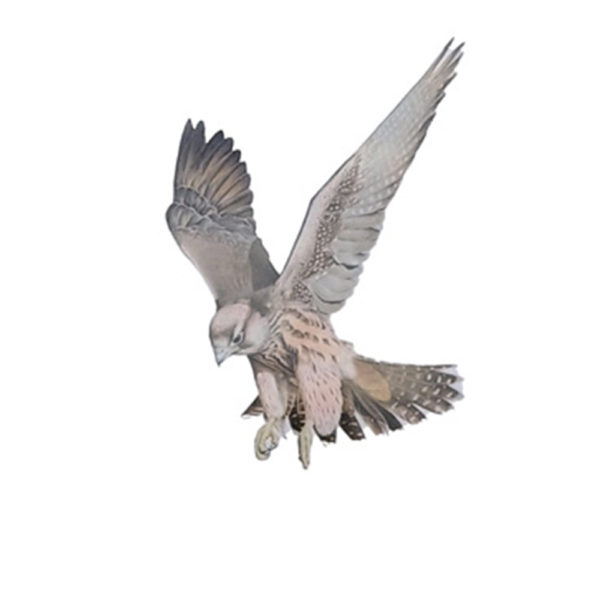 bird hunting