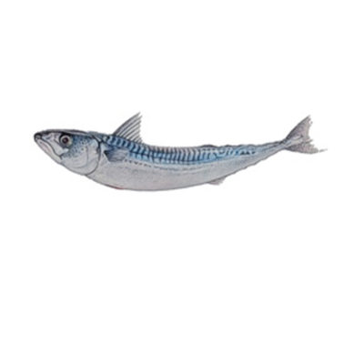 mackerel
