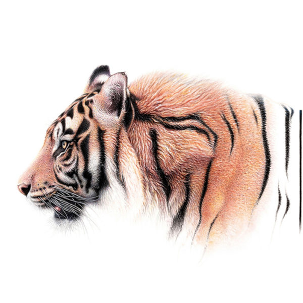 tiger stripes