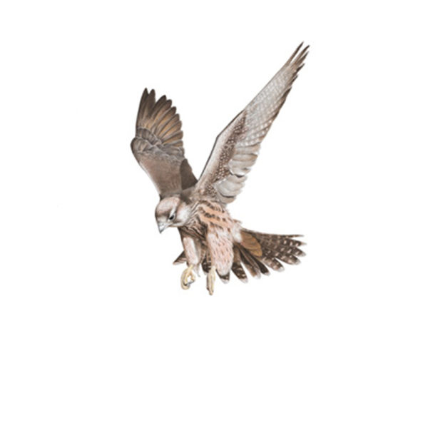 Lanner falcon