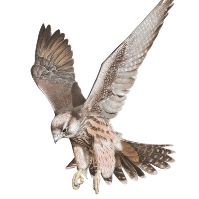 lanner falcon