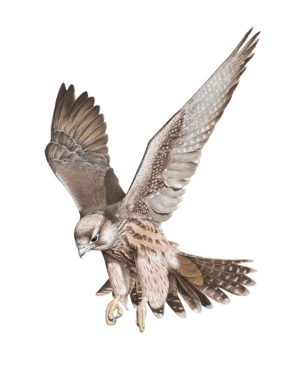 lanner falcon