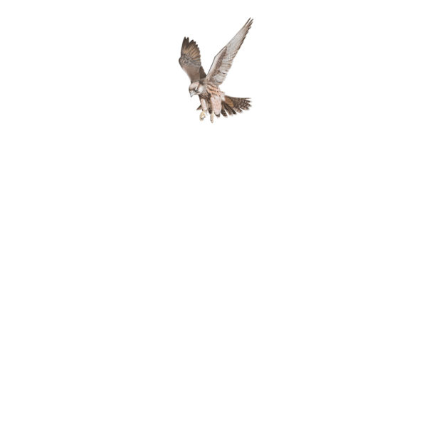 Lanner falcon