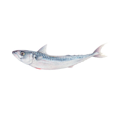 mackerel