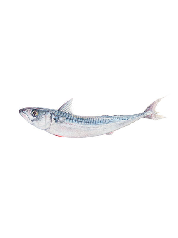 mackerel