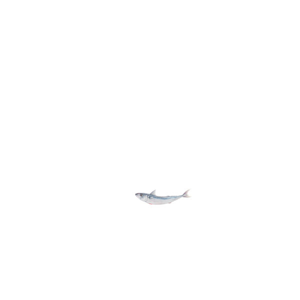 mackerel