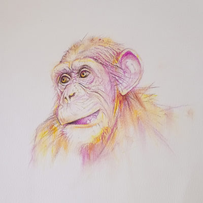 monkey