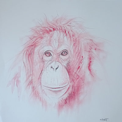 orangutan