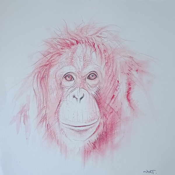 orangutan