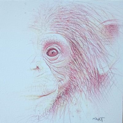 chimpanzee