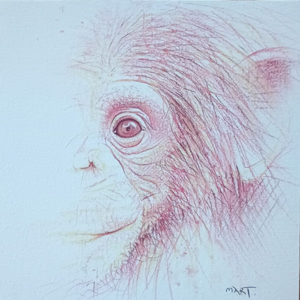 chimpanzee
