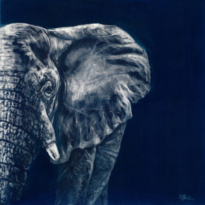 bull elephant