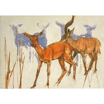 antelope