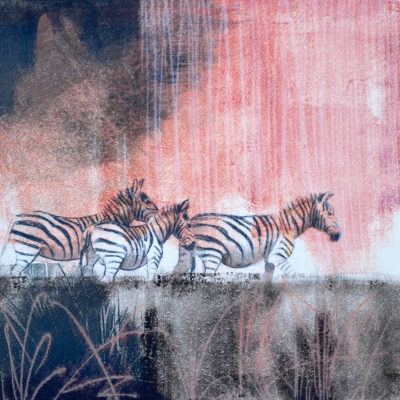 zebra