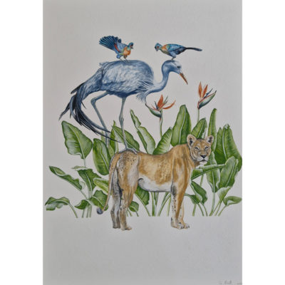 blue crane