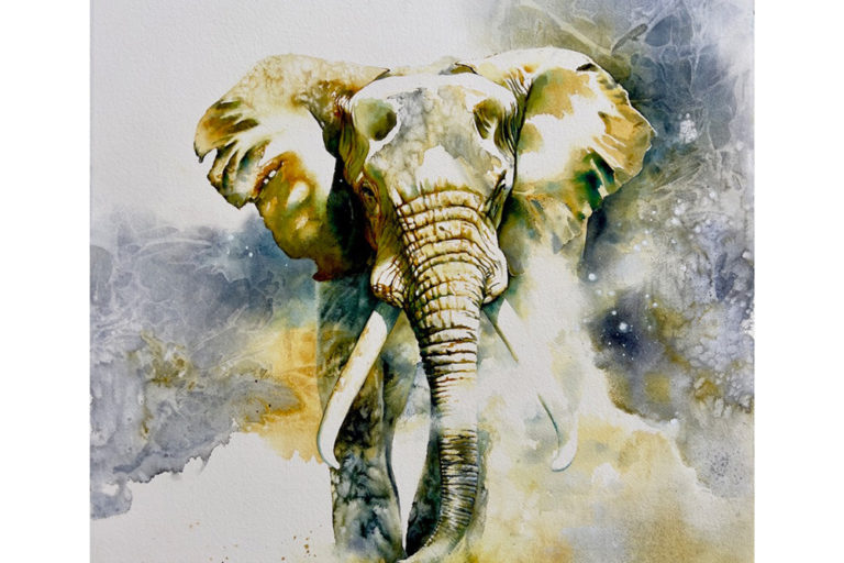bull elephant