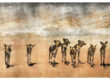 wild dogs