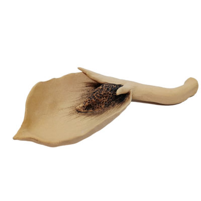 seed