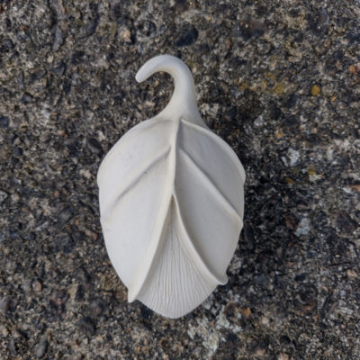 seed pod