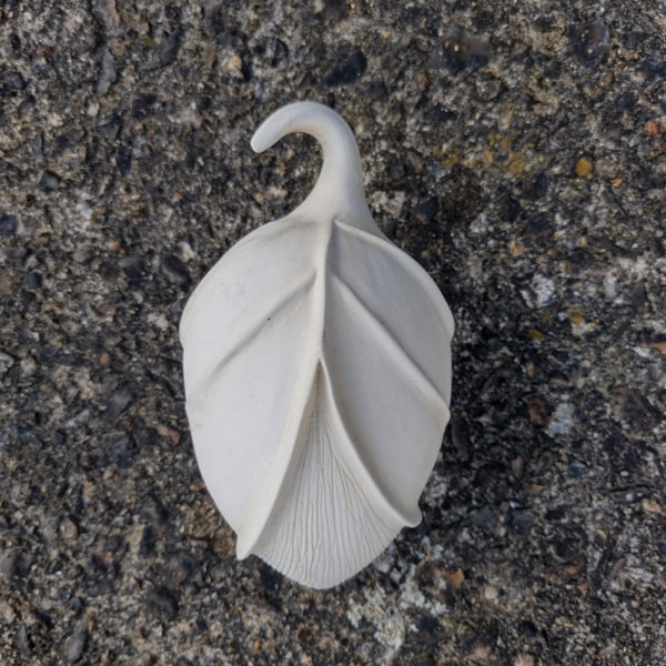 seed pod