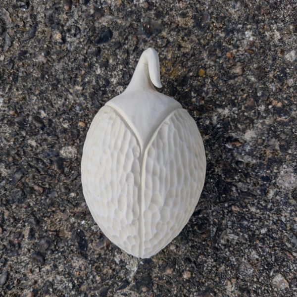 seed pods