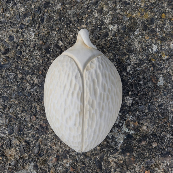 Seed pod - Image 7