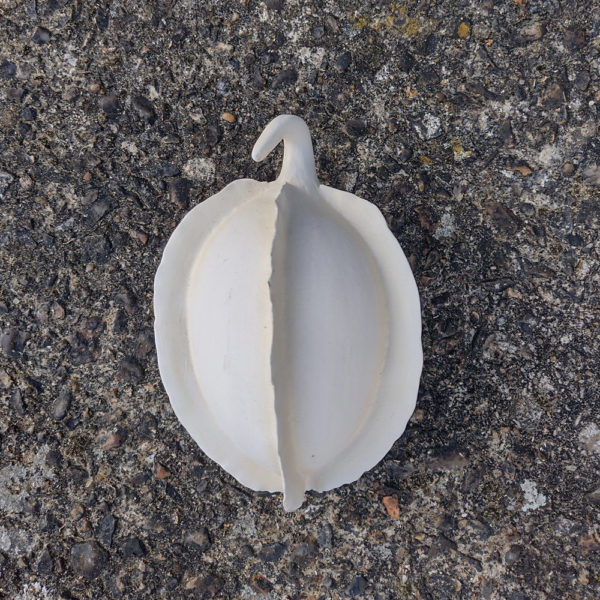 Seed pod - Image 6