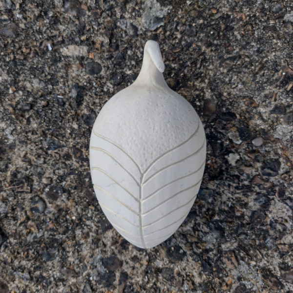 Seed pod - Image 5