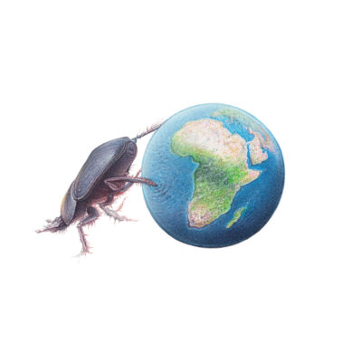 dung beetle