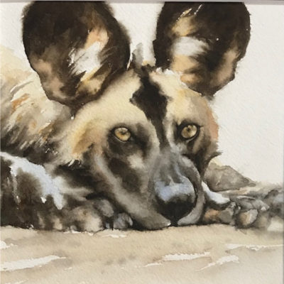 wild dog