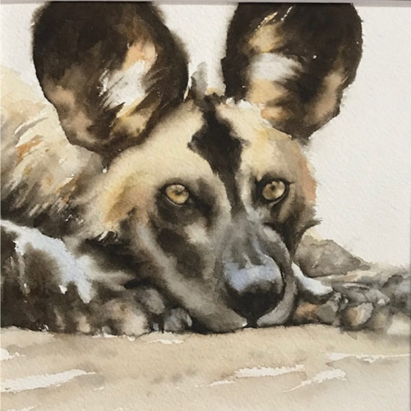 wild dog