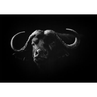 buffalo