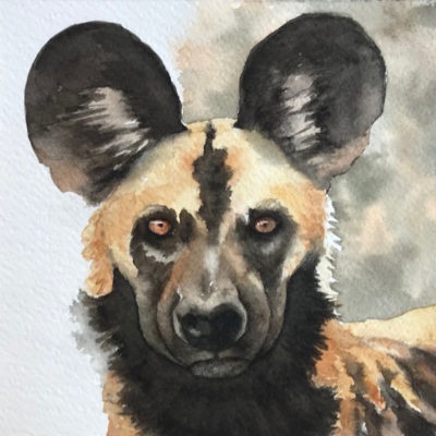wild dog