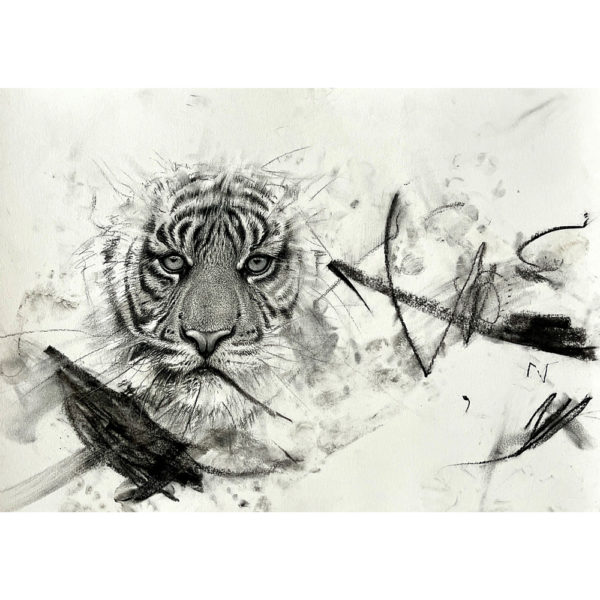 tiger